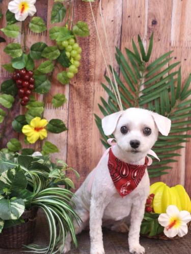 20230811まるちゃん